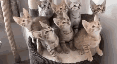 Cat Banner